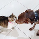 Love Dogs Adestramento Rio