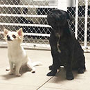 Love Dogs Adestramento Rio.