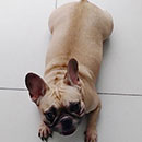 Love Dogs Adestramento Rio