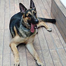 Love Dogs Adestramento Rio.