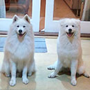 Love Dogs Adestramento Rio