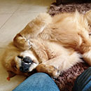 Love Dogs Adestramento Rio