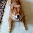 Love Dogs Adestramento Rio