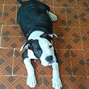 Love Dogs Adestramento Rio