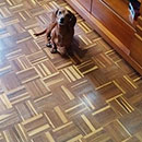 Love Dogs Adestramento Rio