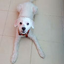 Love Dogs Adestramento Rio