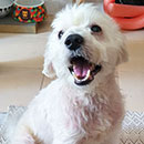 Love Dogs Adestramento Rio.