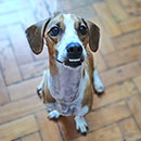 Love Dogs Adestramento Rio