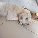 Love Dogs Adestramento Rio