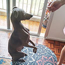 Love Dogs Adestramento Rio