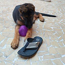 Love Dogs Adestramento Rio.