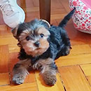 Love Dogs Adestramento Rio.