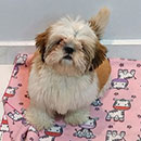 Love Dogs Adestramento Rio