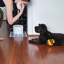 Love Dogs Adestramento Rio