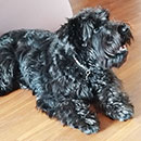 Love Dogs Adestramento Rio.