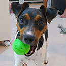 Love Dogs Adestramento Rio