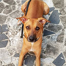 Love Dogs Adestramento Rio