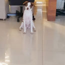 Love Dogs Adestramento Rio