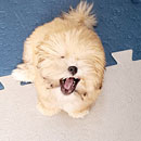 Love Dogs Adestramento Rio.