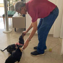 Love Dogs Adestramento Rio