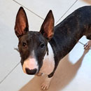 Love Dogs Adestramento Rio