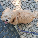 Love Dogs Adestramento Rio