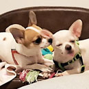 Love Dogs Adestramento Rio.