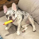 Love Dogs Adestramento Rio