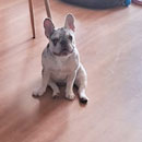 Love Dogs Adestramento Rio