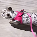 Love Dogs Adestramento Rio