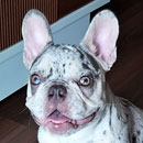 Love Dogs Adestramento Rio.