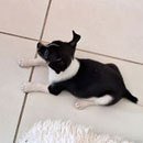 Love Dogs Adestramento Rio