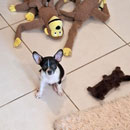 Love Dogs Adestramento Rio