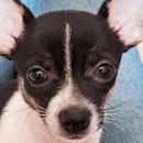 Love Dogs Adestramento Rio