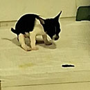 Love Dogs Adestramento Rio