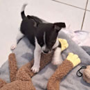 Love Dogs Adestramento Rio.