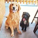 Love Dogs Adestramento Rio.