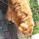 Love Dogs Adestramento Rio