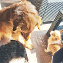 Love Dogs Adestramento Rio