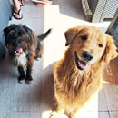 Love Dogs Adestramento Rio