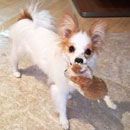 Love Dogs Adestramento Rio