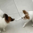 Love Dogs Adestramento Rio