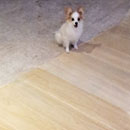 Love Dogs Adestramento Rio