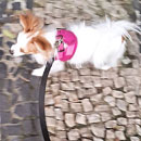 Love Dogs Adestramento Rio