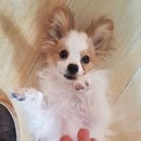 Love Dogs Adestramento Rio.