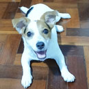 Love Dogs Adestramento Rio