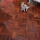 Love Dogs Adestramento Rio