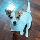 Love Dogs Adestramento Rio