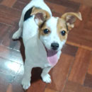 Love Dogs Adestramento Rio.