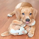 Love Dogs Adestramento Rio